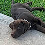 Enzo joined the competition — help win amazing prizes! puppy, dog, labrador, chocolate, collar, grass, concrete, outdoor, pet, lying_down, cute, young, animal, nature, relaxing, greenery, sidewalk, adorable, fur, eyes