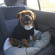Prisca a rejoint le concours — aidez-le/la à gagner de superbes lots ! dog, smiling_dog, small_dog, brown_dog, white_chest, dog_in_sweater, pet, backseat, car_interior, car_window, headrest, dog_bed, cushion, pillow, sunlight, portrait, travel, happy, canine, seat