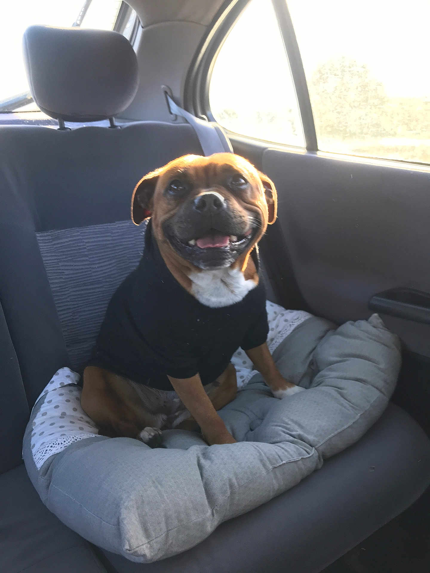 Prisca a rejoint le concours — aidez-le/la à gagner de superbes lots ! dog, smiling_dog, small_dog, brown_dog, white_chest, dog_in_sweater, pet, backseat, car_interior, car_window, headrest, dog_bed, cushion, pillow, sunlight, portrait, travel, happy, canine, seat