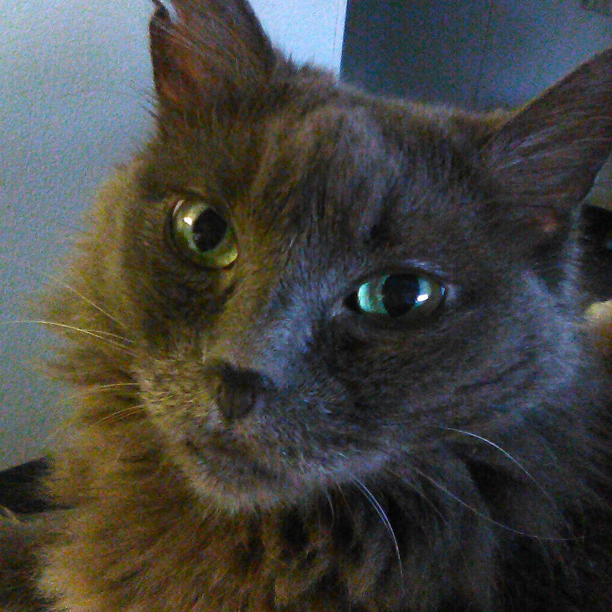 Nikki joined the competition — help win amazing prizes! animal, cat, close_up, companion, curious, cute, domestic_animal, ears, face, feline, fur, gray_fur, green_eyes, household, indoor, looking_at_camera, mammal, pet, portrait, whiskers