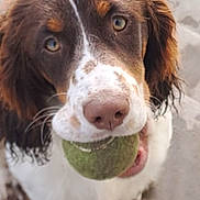 Tokyo a rejoint le concours — aidez-le/la à gagner de superbes lots ! dog, spaniel, puppy, pet, tennis_ball, ball, holding_ball, mouth, tongue, floppy_ears, brown_and_white, fur, dog_face, portrait, outdoor, patio, fence, grass, standing, playful