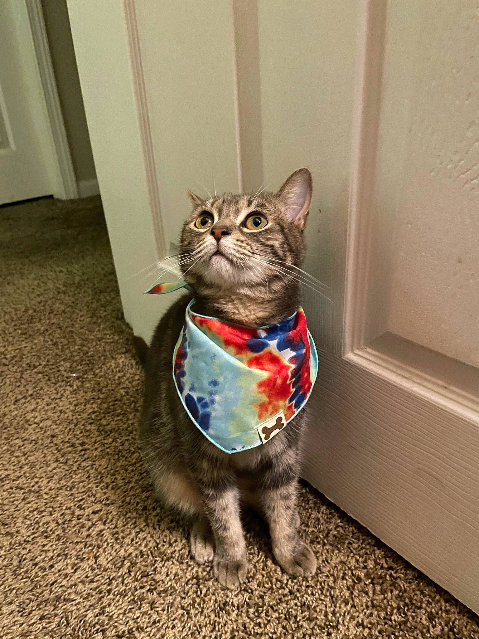 Kobi is registered to the contest to win money with this photo: carnivore, cat, collar, domestic_short_haired_cat, door, electric_blue, felidae, floor, flooring, fur, grey, paw, pet_supply, small_to_medium_sized_cats, snout, tail, terrestrial_animal, whiskers, window, wood