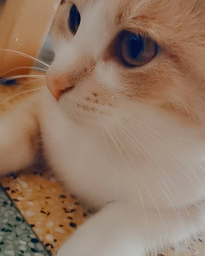 Chipie a rejoint le concours — aidez-le/la à gagner de superbes lots ! carnivore, cat, close_up, domestic_short_haired_cat, ear, eye, eyelash, fawn, felidae, fur, hair, head, iris, jaw, nose, pet_supply, small_to_medium_sized_cats, snout, whiskers, wood