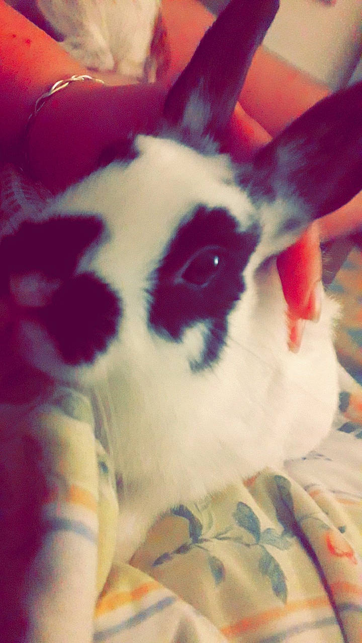 Ruby participe au concours pour gagner de l'argent avec cette photo : domestic_rabbit, ear, fawn, fur, nose, rabbit, rabbits_and_hares, snout, whiskers