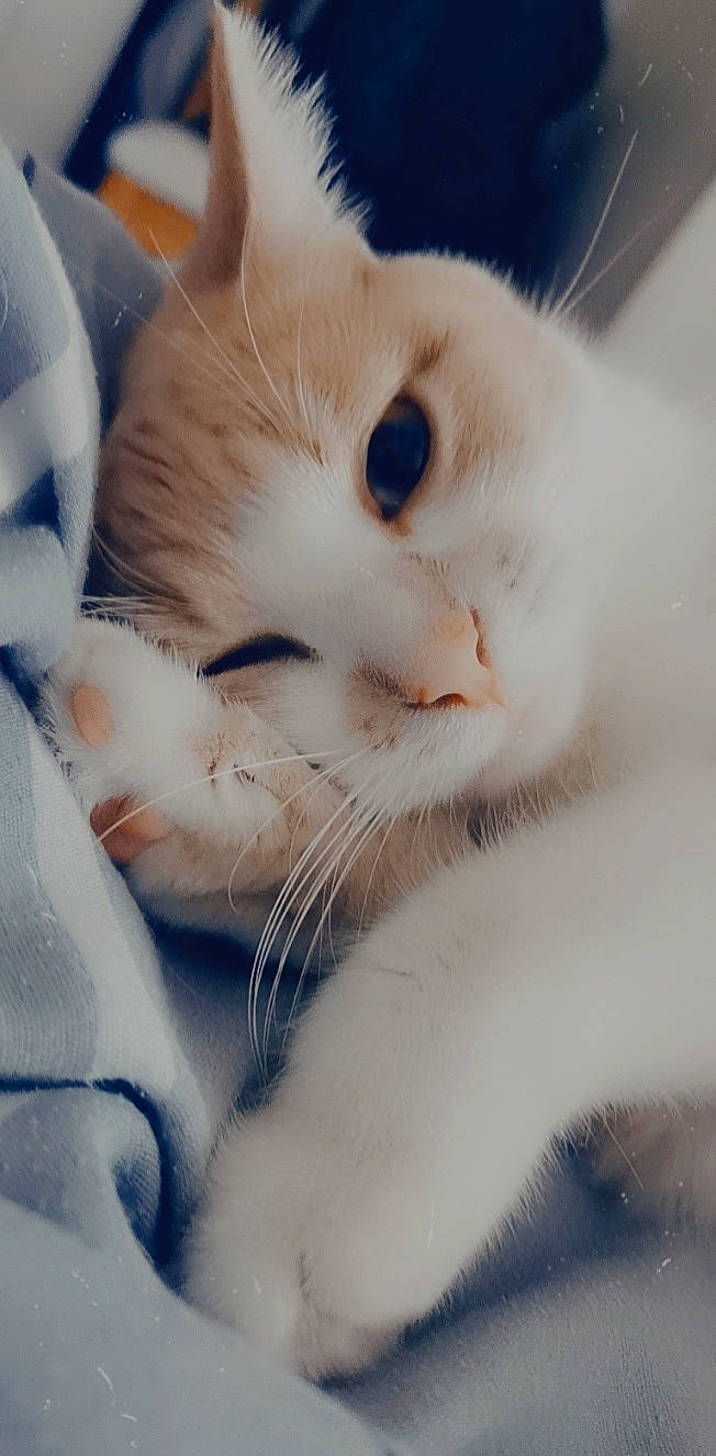 Chipie a rejoint le concours — aidez-le/la à gagner de superbes lots ! carnivore, cat, claw, comfort, domestic_short_haired_cat, ear, eye, eyelash, fawn, felidae, fur, head, nap, paw, sleep, small_to_medium_sized_cats, snout, tail, whiskers