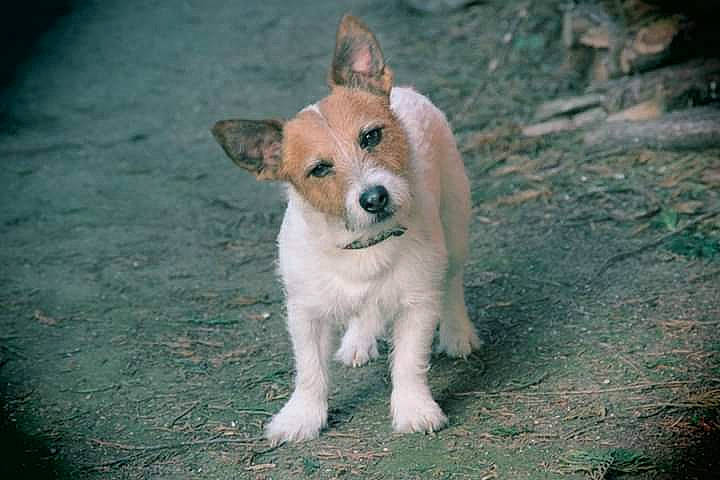 Lucky a rejoint le concours — aidez-le/la à gagner de superbes lots ! ancient_dog_breeds, aspin, canidae, carnivore, carolina_dog, companion_dog, corgi_chihuahua, dog, dog_breed, feist, mammal, miniature_fox_terrier, pariah_dog, puppy, rare_breed_dog, snout, street_dog, teddy_roosevelt_terrier, tenterfield_terrier, vertebrate