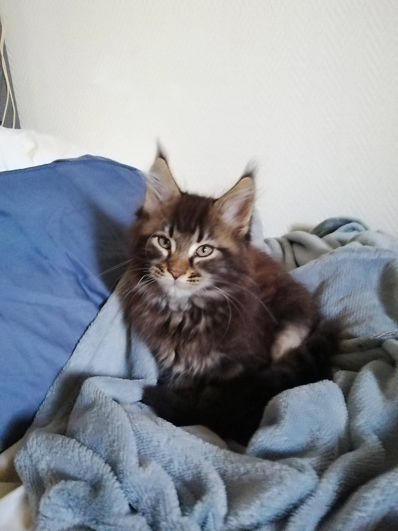 Ugo a rejoint le concours — aidez-le/la à gagner de superbes lots ! bed, bed_sheet, bedding, carnivore, cat, comfort, domestic_short_haired_cat, fawn, felidae, fur, grey, linens, maine_coon, nap, sitting, small_to_medium_sized_cats, snout, terrestrial_animal, tree, whiskers