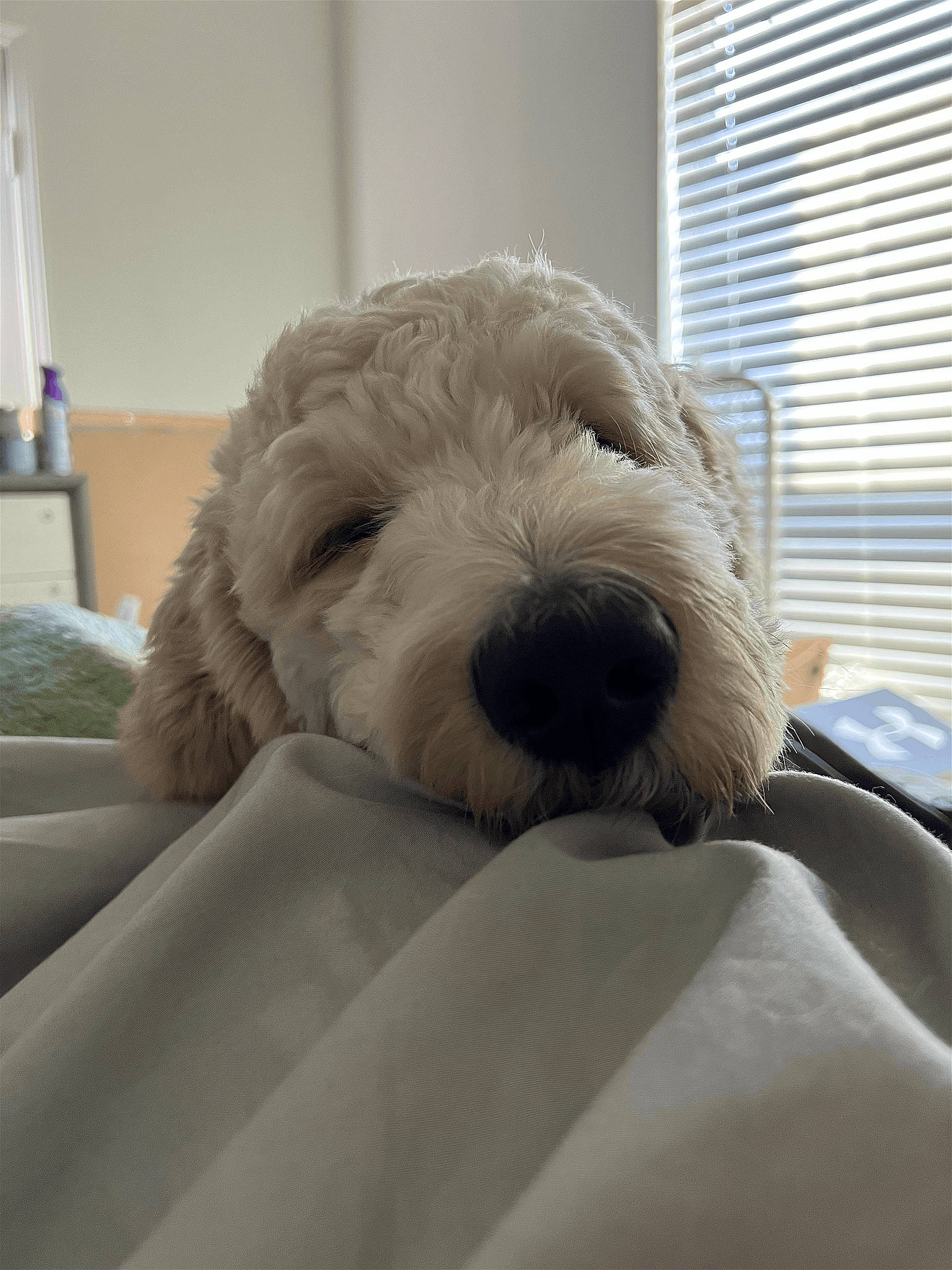 Dakota joined the competition — help win amazing prizes! bedding, canidae, carnivore, comfort, companion_dog, dog, dog_breed, flooring, fur, linens, nap, room, small_terrier, snout, sporting_group, terrier, toy_dog, window_blind, window_covering, working_animal