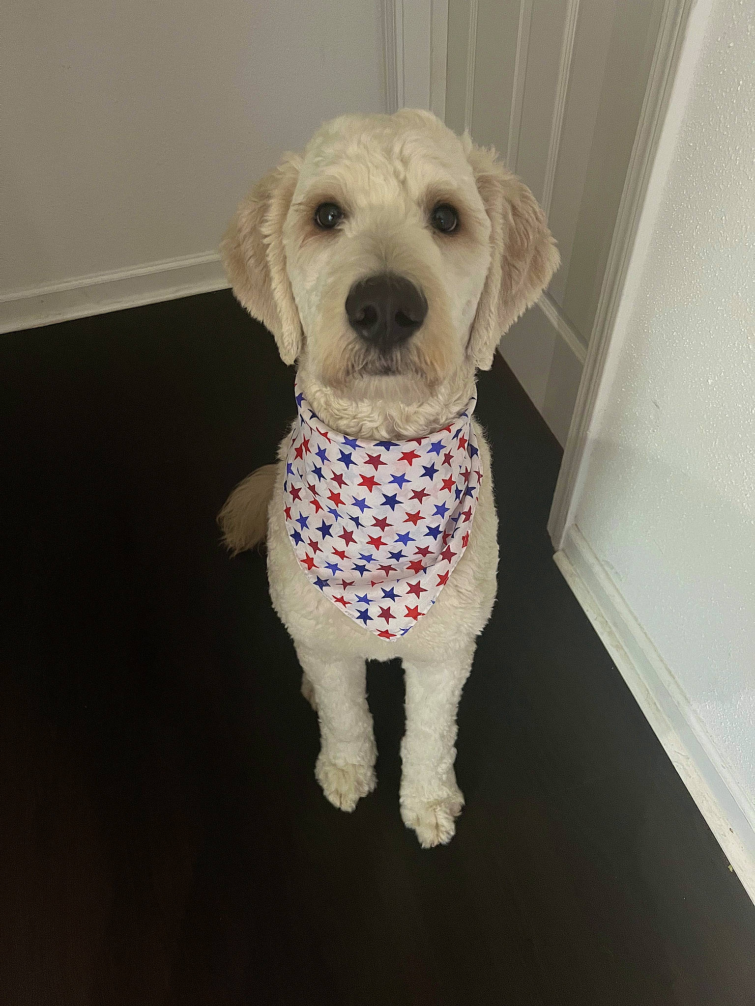 Dakota is registered to the contest to win money with this photo: canidae, carnivore, companion_dog, dog, dog_breed, dog_clothes, dog_collar, dog_supply, fawn, flooring, fur, labradoodle, maltepoo, pet_supply, poodle, snout, sporting_group, terrier, toy_dog, working_animal