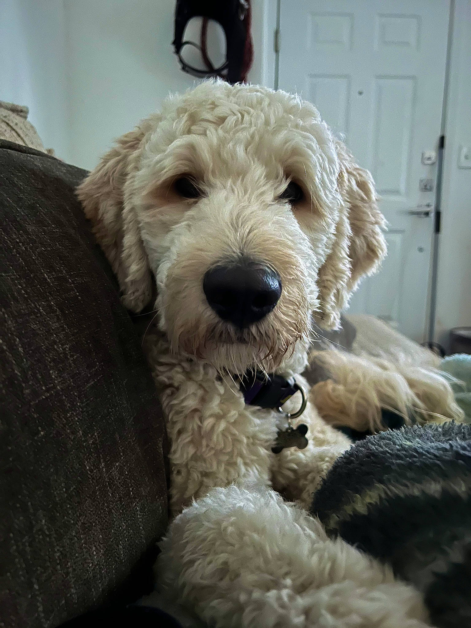 Dakota joined the competition — help win amazing prizes! canidae, carnivore, collar, comfort, companion_dog, dog, dog_breed, dog_collar, door, fur, home_door, labradoodle, poodle, small_terrier, snout, sporting_group, terrier, toy_dog, water_dog, working_animal