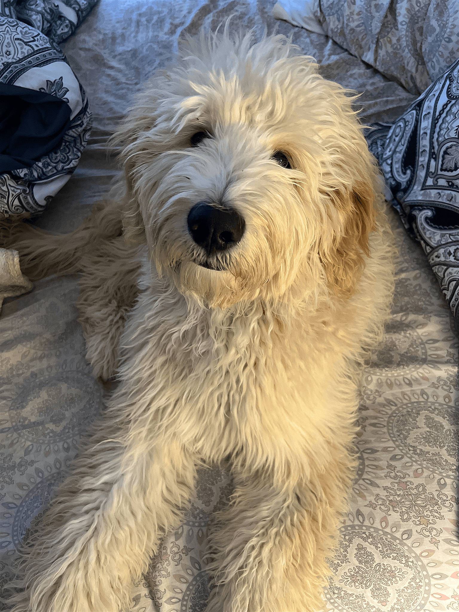 Dakota is registered to the contest to win money with this photo: canidae, carnivore, companion_dog, dog, dog_breed, fur, sapsali, small_terrier, snout, sporting_group, terrestrial_animal, terrier, toy_dog