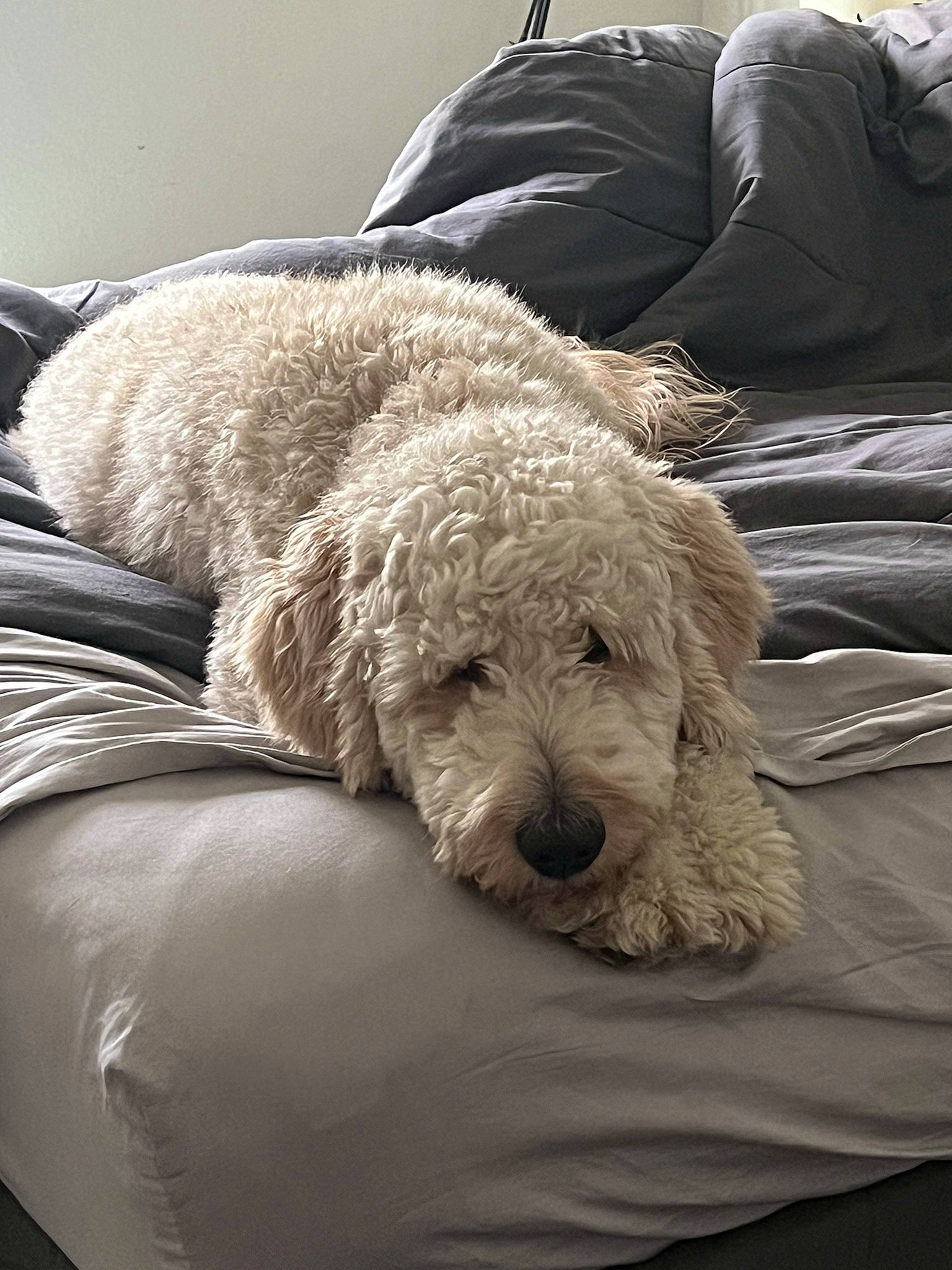 Dakota joined the competition — help win amazing prizes! canidae, carnivore, collar, comfort, companion_dog, dog, dog_breed, dog_collar, fur, grey, labradoodle, non_sporting_group, pet_supply, poodle, sitting, sporting_group, terrier, toy_dog, water_dog, working_animal