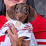 Hermione joined the competition — help win amazing prizes! dog, puppy, dachshund, pet, animal, cute, person, hand, clothing, jersey, red_shirt, face, portrait, indoor, closeup, holding, expression, brown_dog, small_dog, eyes