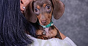 Hermione joined the competition — help win amazing prizes! dog, puppy, dachshund, pet, animal, person, hair, earring, sweater, collar, indoor, portrait, closeup, brown, cute, face, eyes, holding, affection, companion