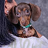 dog, puppy, dachshund, pet, animal, person, hair, earring, sweater, collar, indoor, portrait, closeup, brown, cute, face, eyes, holding, affection, companion