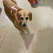 Daisy Mae Smith joined the competition — help win amazing prizes! dog, indoor, floor, tile, brown_boots, slippers, pink_harness, pet, animal, looking_up, canine, domestic, fur, ears, paws, resting, household, closeup, companion, cute