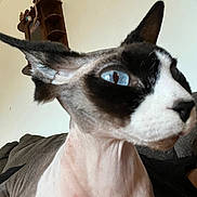 Nala is registered to the contest to win money with this photo: cat, sphynx_cat, hairless_cat, blue_eyes, close_up, ear, face, neck, sofa, couch, indoor, living_room, furniture, pet, portrait, black_and_white_markings, shelf, wall, curtain, attention