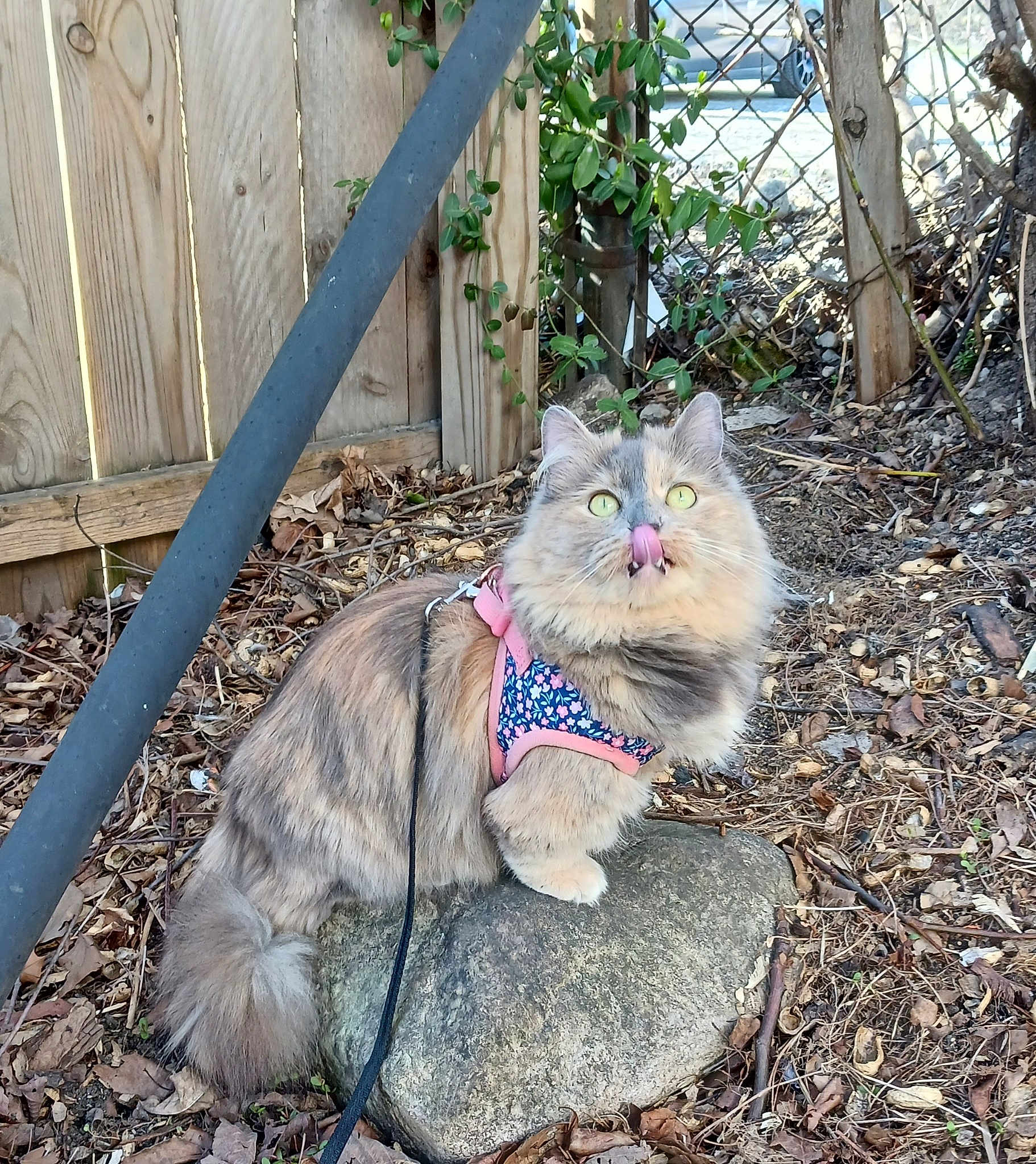 Willow