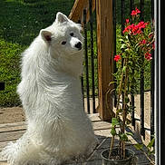 Frost joined the competition — help win amazing prizes! dog, white_dog, fluffy, outdoor, deck, wooden_deck, green_grass, potted_plant, red_flowers, plant, curious, pet, animal, nature, sunlight, back_view, looking_back, fence, summer, daylight