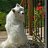 dog, white_dog, fluffy, outdoor, deck, wooden_deck, green_grass, potted_plant, red_flowers, plant, curious, pet, animal, nature, sunlight, back_view, looking_back, fence, summer, daylight