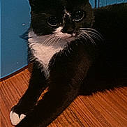 Luna joined the competition — help win amazing prizes! cat, tuxedo_cat, pet, feline, whiskers, paws, hardwood_floor, blue_wall, indoor, close_up, portrait, black_and_white, domestic_cat, ears, eyes, fur, relaxed, sitting, door, floor