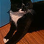 cat, tuxedo_cat, pet, feline, whiskers, paws, hardwood_floor, blue_wall, indoor, close_up, portrait, black_and_white, domestic_cat, ears, eyes, fur, relaxed, sitting, door, floor