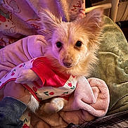Kitty joined the competition — help win amazing prizes! dog, small_dog, pet, animal, clothing, shirt, blanket, hand, fur, ears, cute, indoor, cozy, comfort, bed, soft, resting, looking, portrait, pink