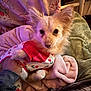 dog, small_dog, pet, animal, clothing, shirt, blanket, hand, fur, ears, cute, indoor, cozy, comfort, bed, soft, resting, looking, portrait, pink