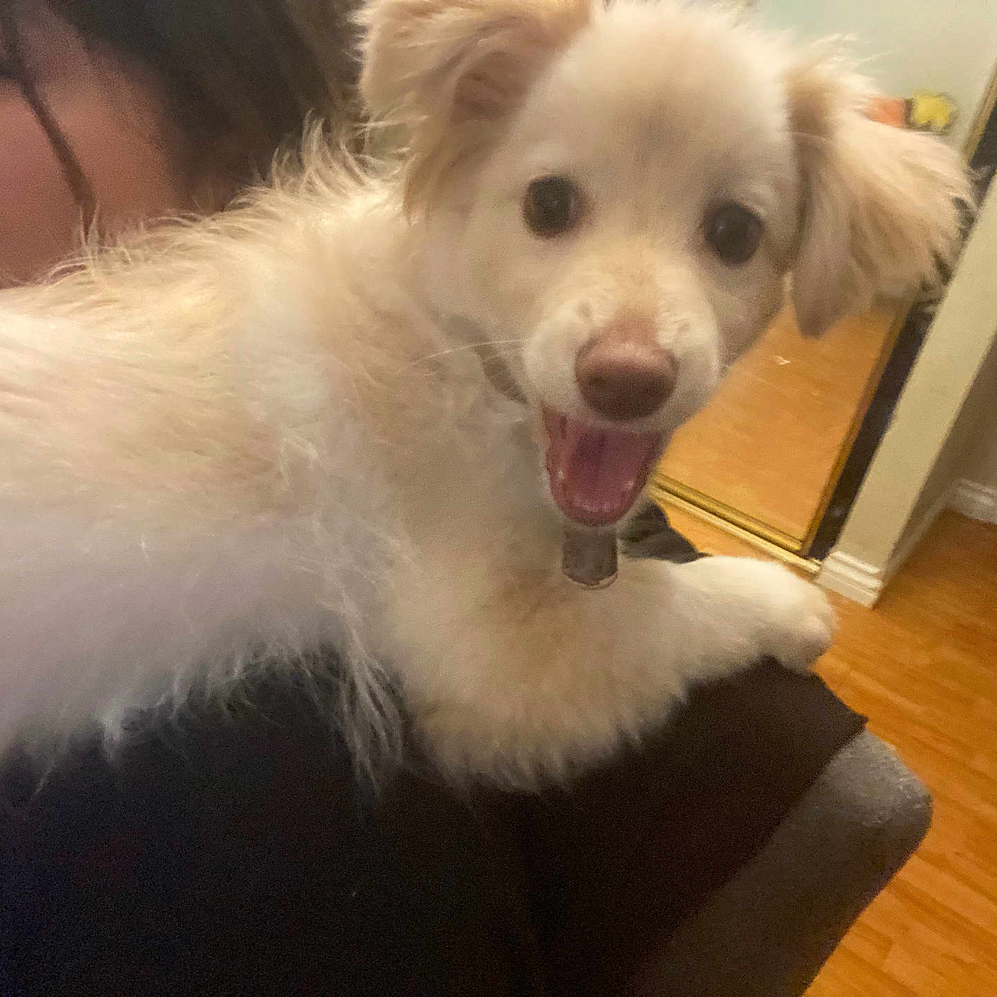 Kitty joined the competition — help win amazing prizes! animal, closeup, collar, companion, cute, dog, face, flooring, fluffy, happy, indoor, joyful, light_brown, mirror, person, pet, shoulder, smiling, white_fur, wooden_floor