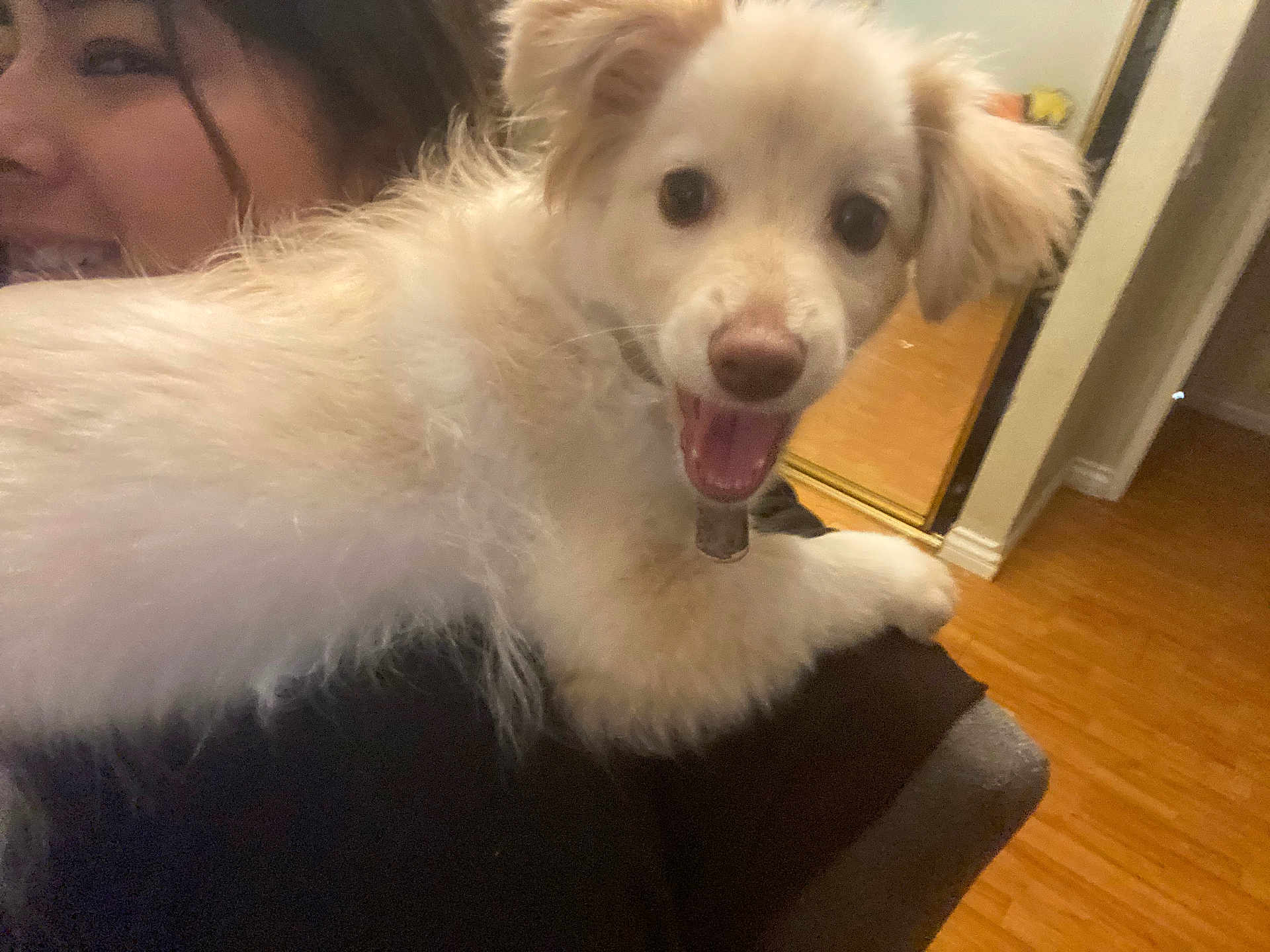 Kitty joined the competition — help win amazing prizes! dog, person, indoor, flooring, mirror, smiling, happy, fluffy, pet, face, shoulder, wooden_floor, collar, light_brown, white_fur, cute, closeup, animal, joyful, companion
