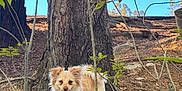 Kitty joined the competition — help win amazing prizes! dog, tree, person, forest, nature, outdoor, leaves, branches, sky, smiling, happy, animal, canine, fur, wood, trunk, growth, daylight, greenery, playful