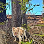 dog, tree, person, forest, nature, outdoor, leaves, branches, sky, smiling, happy, animal, canine, fur, wood, trunk, growth, daylight, greenery, playful