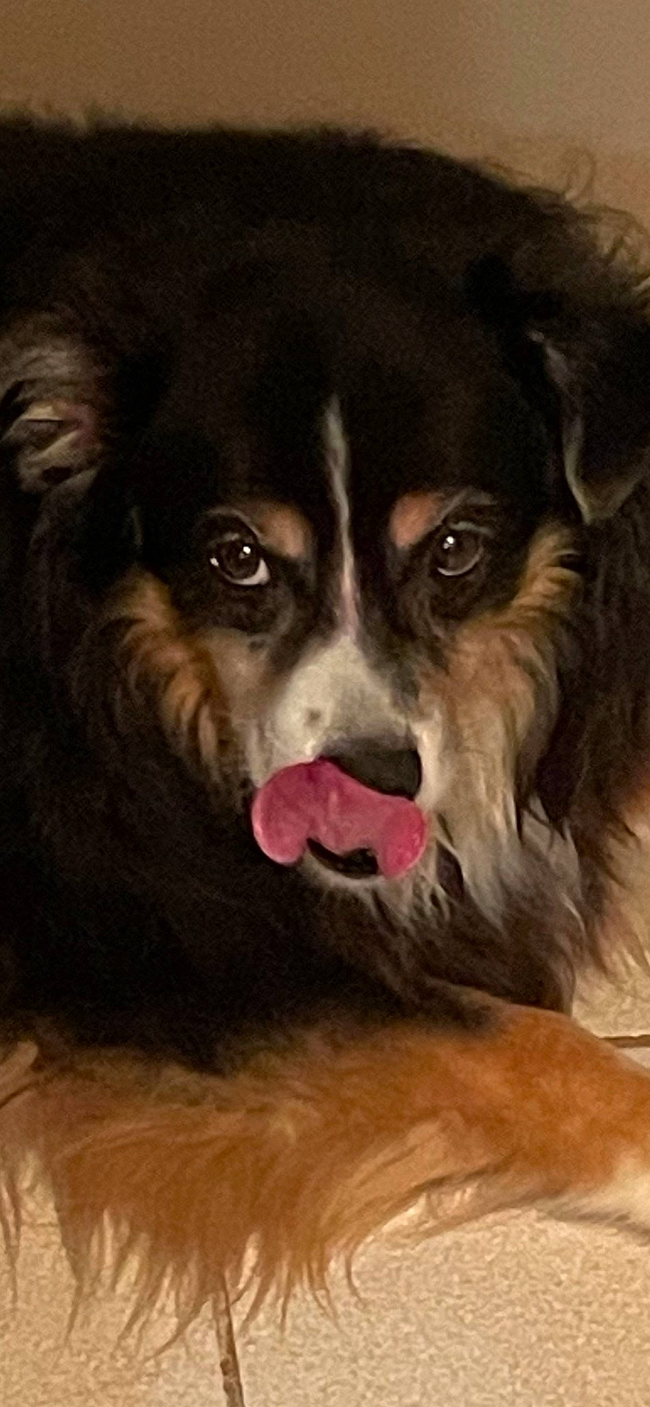 Bailey is registered to the contest to win money with this photo: art, ball, border_collie, canidae, carnivore, companion_dog, darkness, dog, dog_breed, fur, illustration, liver, painting, shout, snout, sporting_group, terrestrial_animal, whiskers, working_animal, working_dog