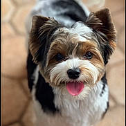Maximus is registered to the contest to win money with this photo: dog, puppy, small_dog, fluffy, tricolor, brown_fur, white_fur, black_fur, portrait, indoors, carpet, sitting, standing, tongue_out, happy, cute, pet, companion_animal, close_up, centered_composition