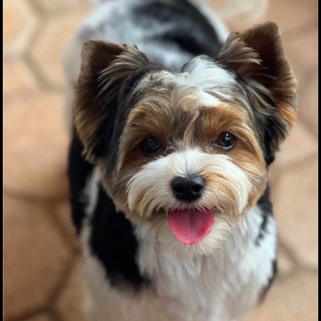 Maximus