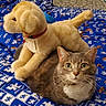 Troubles is registered to the contest to win money with this photo: animal, bed, blanket, cat, cozy, curious, domestic, ears, feline, fur, household, indoor, looking_at_camera, patterned_blanket, pet, plush_toy, resting, tabby_cat, toy_dog, whiskers