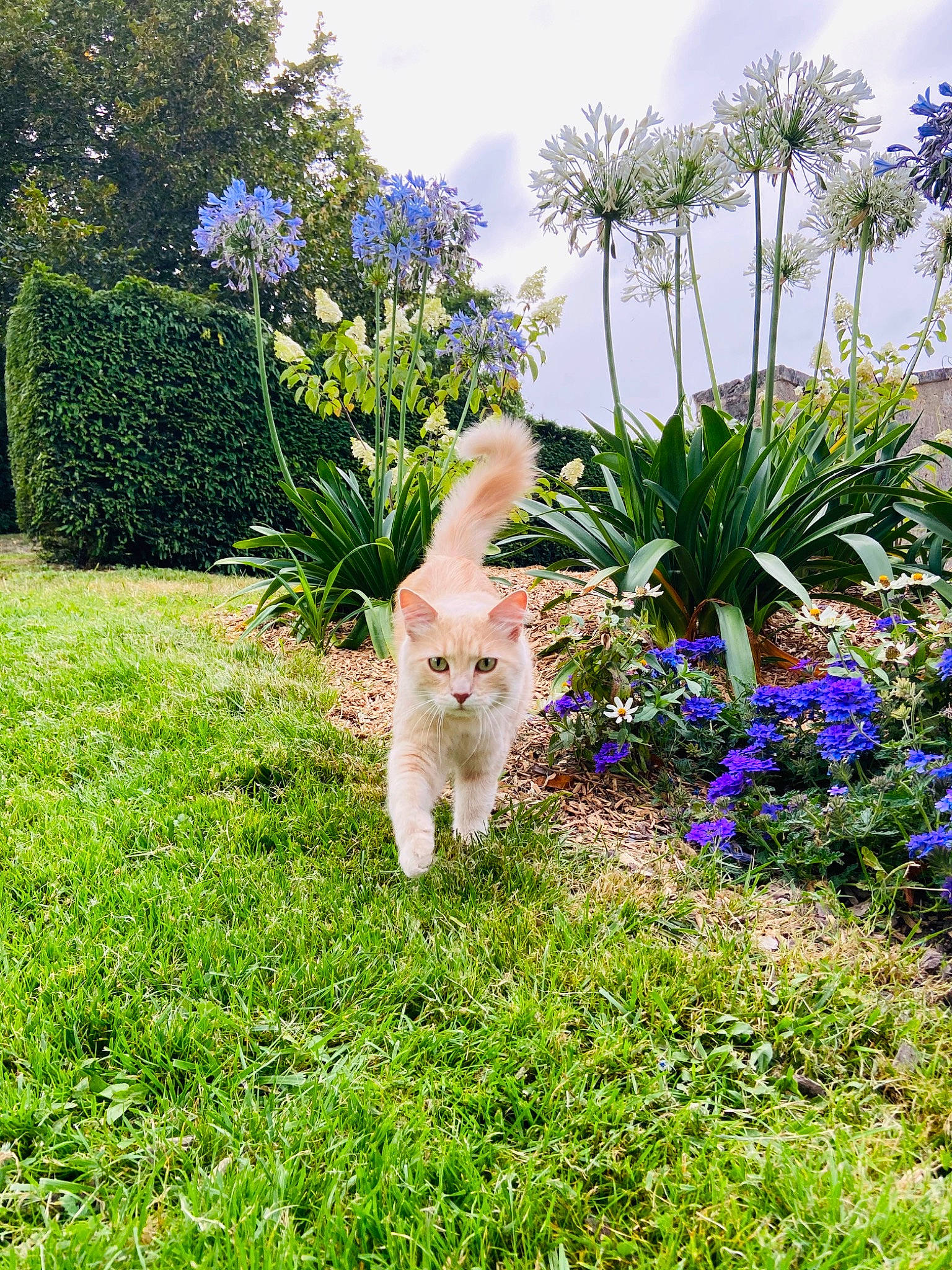 Moumou participe au concours pour gagner de l'argent avec cette photo : blue, botany, canidae, carnivore, cat, delphinium, fawn, felidae, flower, flowering_plant, garden, grass, grass_family, lawn, lupin, meadow, plant, shrub, spring, summer