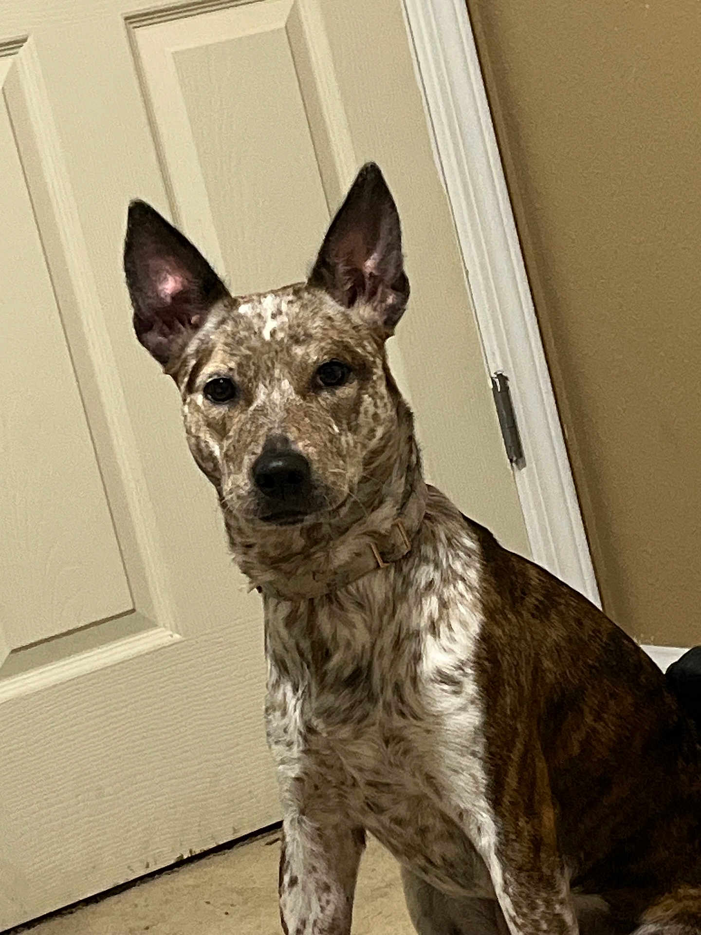 Navie Grace joined the competition — help win amazing prizes! animal, brown, calm, canine, collar, dog, domestic, door, ears, floor, furniture, household, indoor, looking_at_camera, pet, portrait, sitting, speckled_coat, wall, white