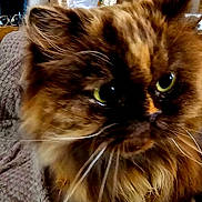 Molly is registered to the contest to win money with this photo: cat, close_up, fluffy, green_eyes, indoor, blanket, brick_wall, furniture, pet, whiskers, fur, cozy, domestic, animal, cute, portrait, brown, black, face, relaxed