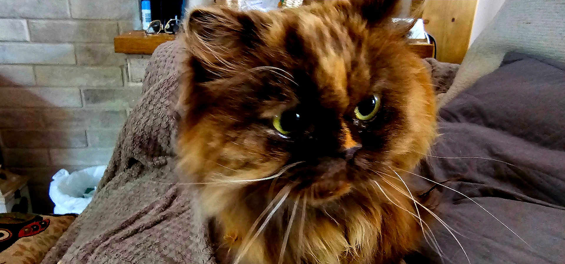 Molly