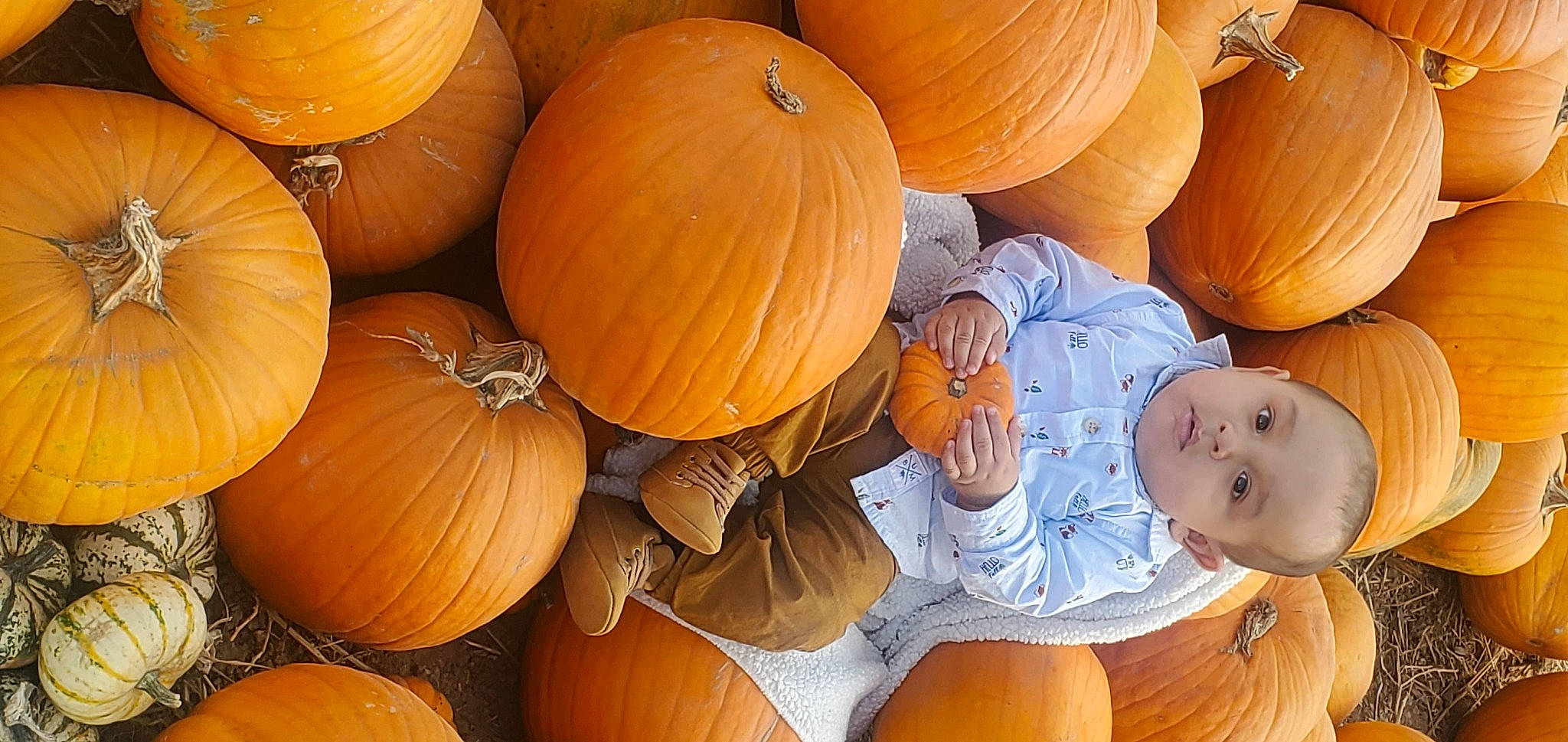 Mateo is registered to the contest to win money with this photo: _and_melon_family, _gourd, calabash, calabaza, cucumber, cucurbita, food, fruit, gourd, local_food, natural_foods, person, plant, produce, pumpkin, squash, superfood, vegetable, vegetarian_food, whole_food