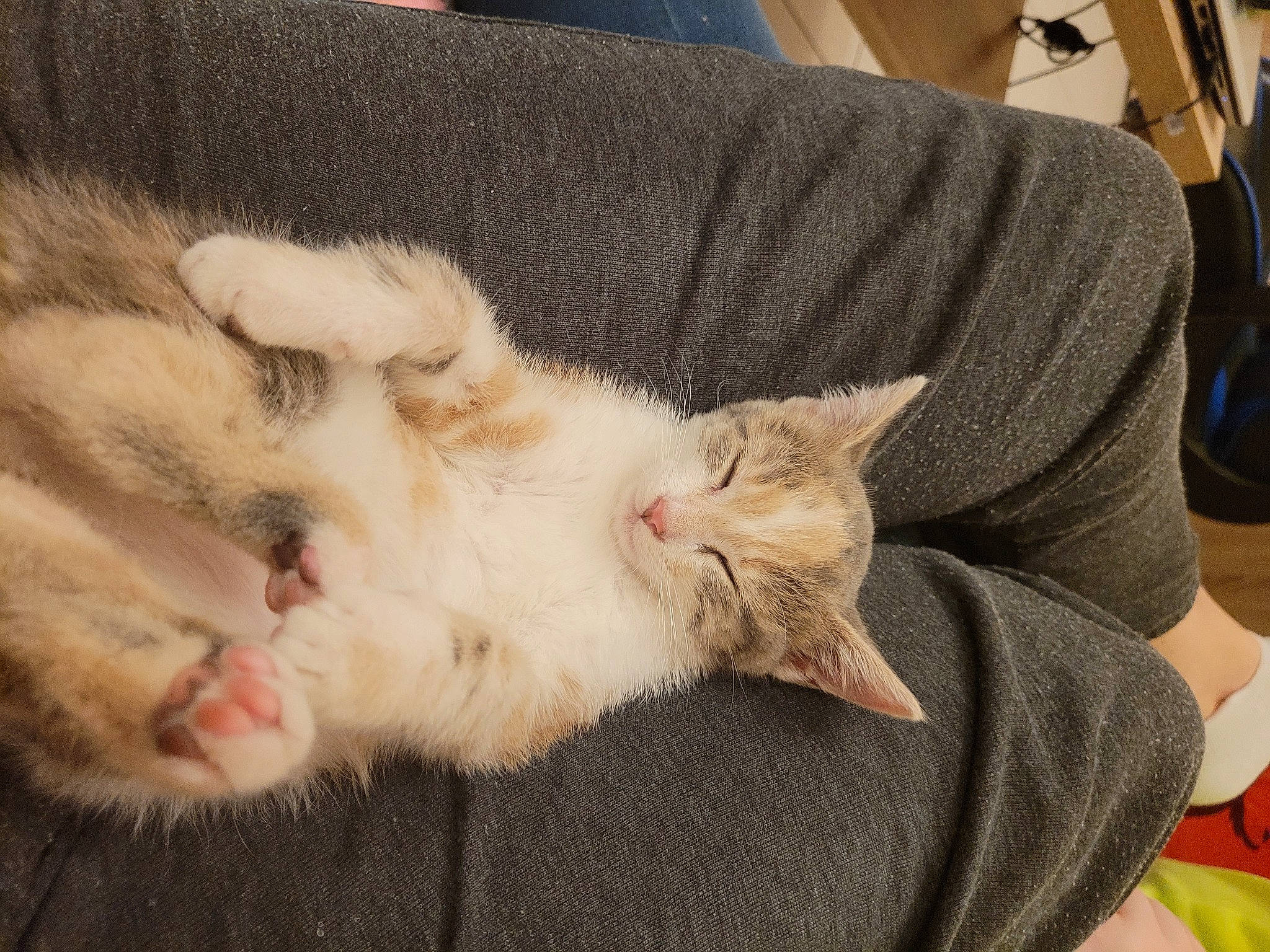 Syra a rejoint le concours — aidez-le/la à gagner de superbes lots ! carnivore, cat, claw, comfort, couch, domestic_short_haired_cat, fawn, felidae, foot, fur, gesture, nail, nap, paw, sleep, small_to_medium_sized_cats, snout, tail, whiskers