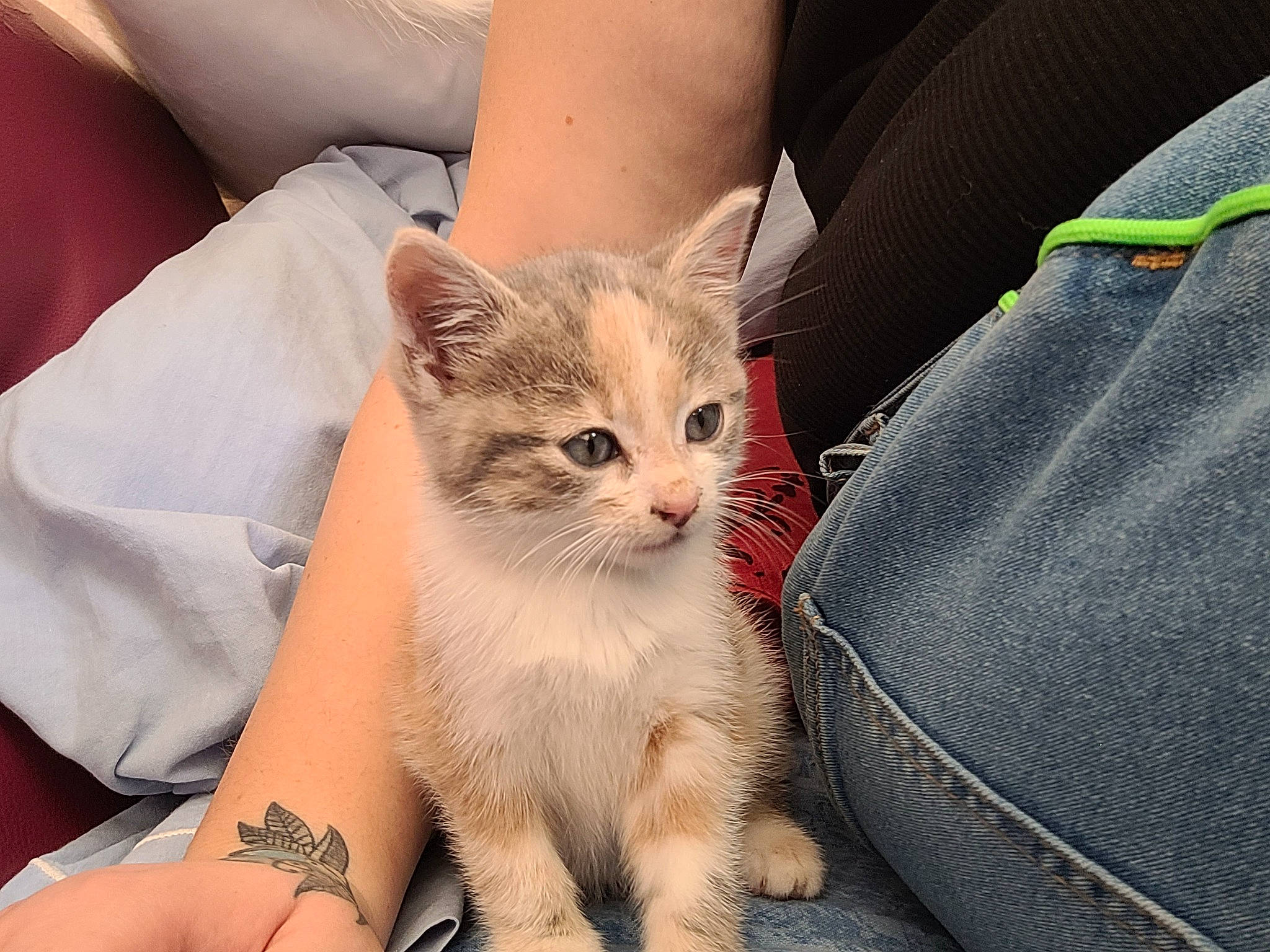 Syra a rejoint le concours — aidez-le/la à gagner de superbes lots ! carnivore, cat, claw, comfort, couch, domestic_short_haired_cat, fawn, felidae, finger, fur, gesture, human_leg, nail, paw, pocket, sitting, small_to_medium_sized_cats, tail, whiskers, wrist