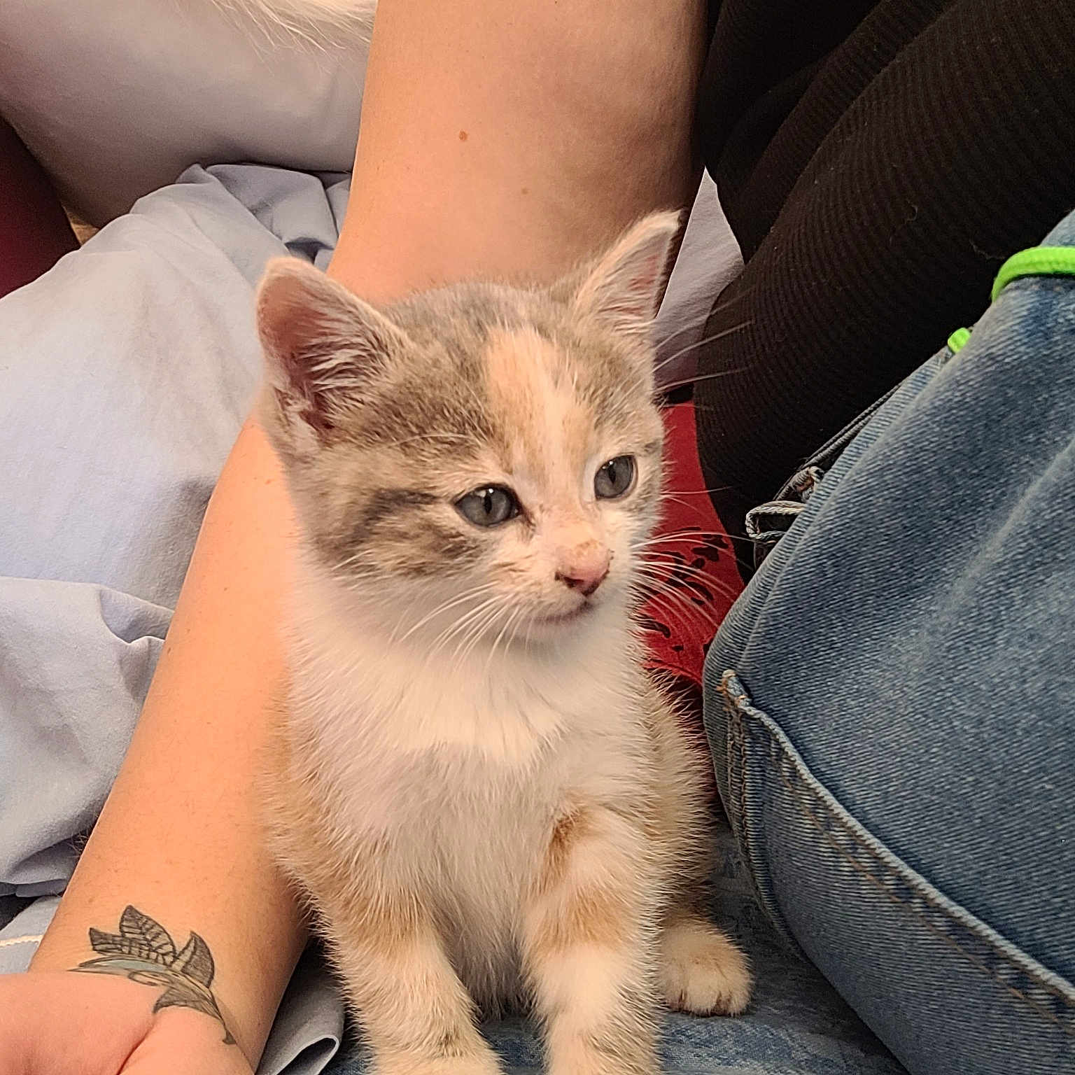 Syra