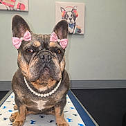Remi is registered to the contest to win money with this photo: french_bulldog, dog, pet, bow, pink_bow, pearl_necklace, table, dog_pattern, indoor, portrait, animal, ears, painting, headphones, background, cute, adorable, sitting, looking_at_camera, decor