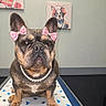 french_bulldog, dog, pet, bow, pink_bow, pearl_necklace, table, dog_pattern, indoor, portrait, animal, ears, painting, headphones, background, cute, adorable, sitting, looking_at_camera, decor