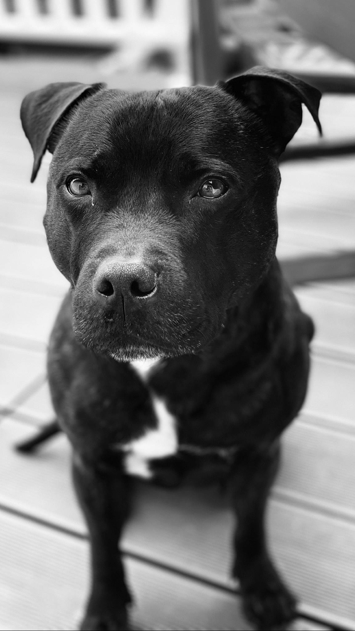 Atila participe au concours pour gagner de l'argent avec cette photo : black, borador, carnivore, collar, companion_dog, dog, dog_breed, dog_collar, fur, guard_dog, monochrome, monochrome_photography, non_sporting_group, snout, sporting_group, terrestrial_animal, whiskers, working_animal