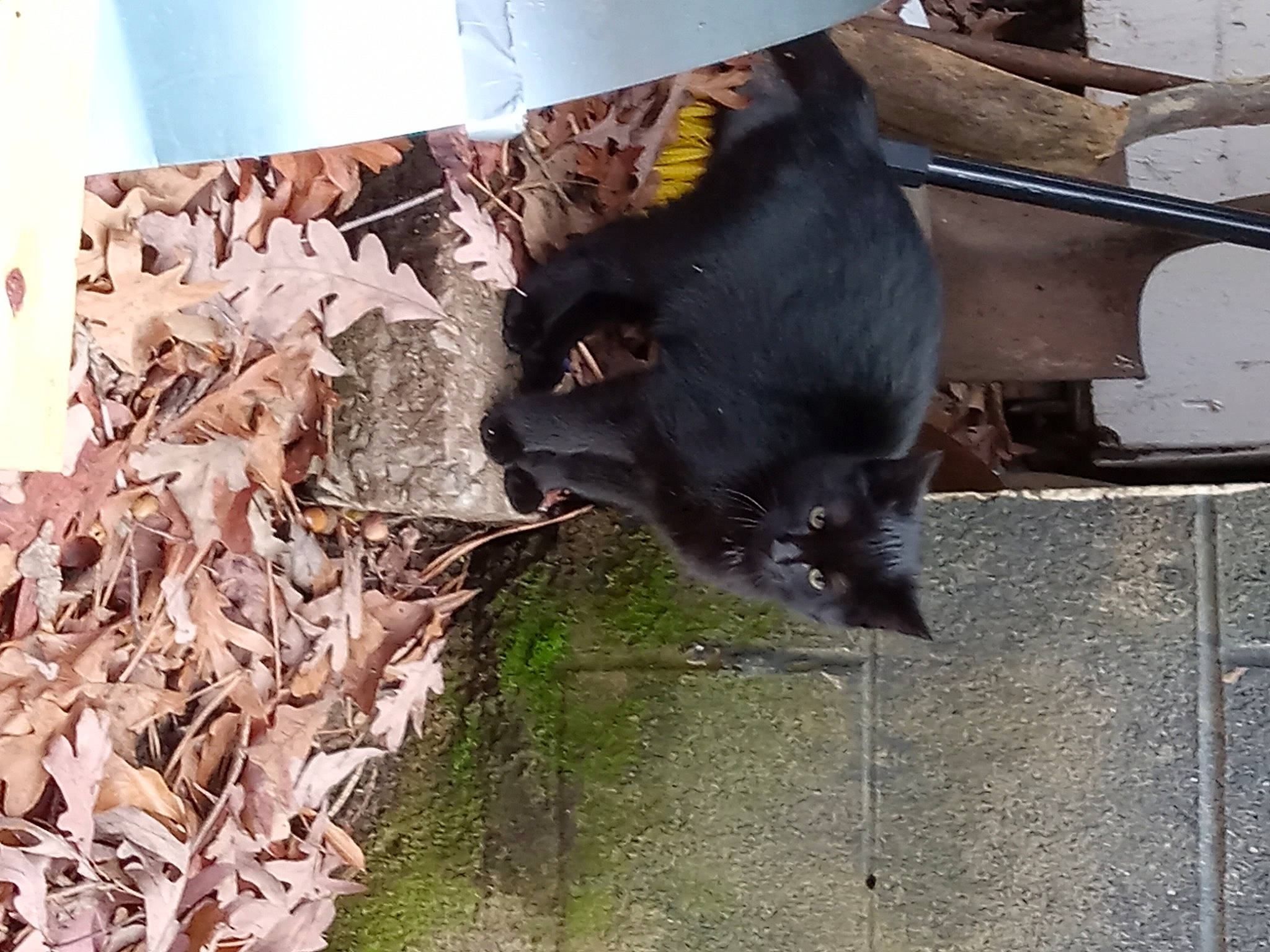 Salem is registered to the contest to win money with this photo: carnivore, cat, dog_breed, domestic_short_haired_cat, felidae, fur, small_to_medium_sized_cats, tail, terrestrial_animal, twig, whiskers, working_animal