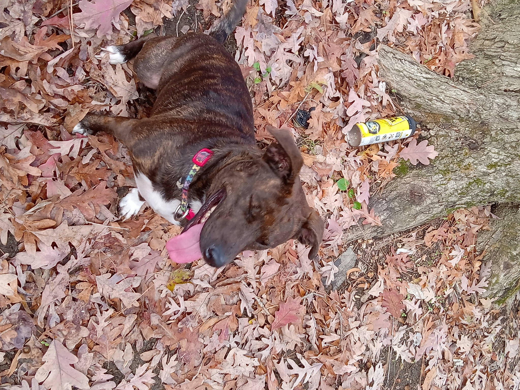 Butterbean is registered to the contest to win money with this photo: adventure, canidae, carmine, carnivore, collar, dog, dog_breed, dog_collar, fawn, fur, hunting_dog, leash, liver, plant, soil, sporting_group, tail, terrestrial_animal, trunk, working_animal