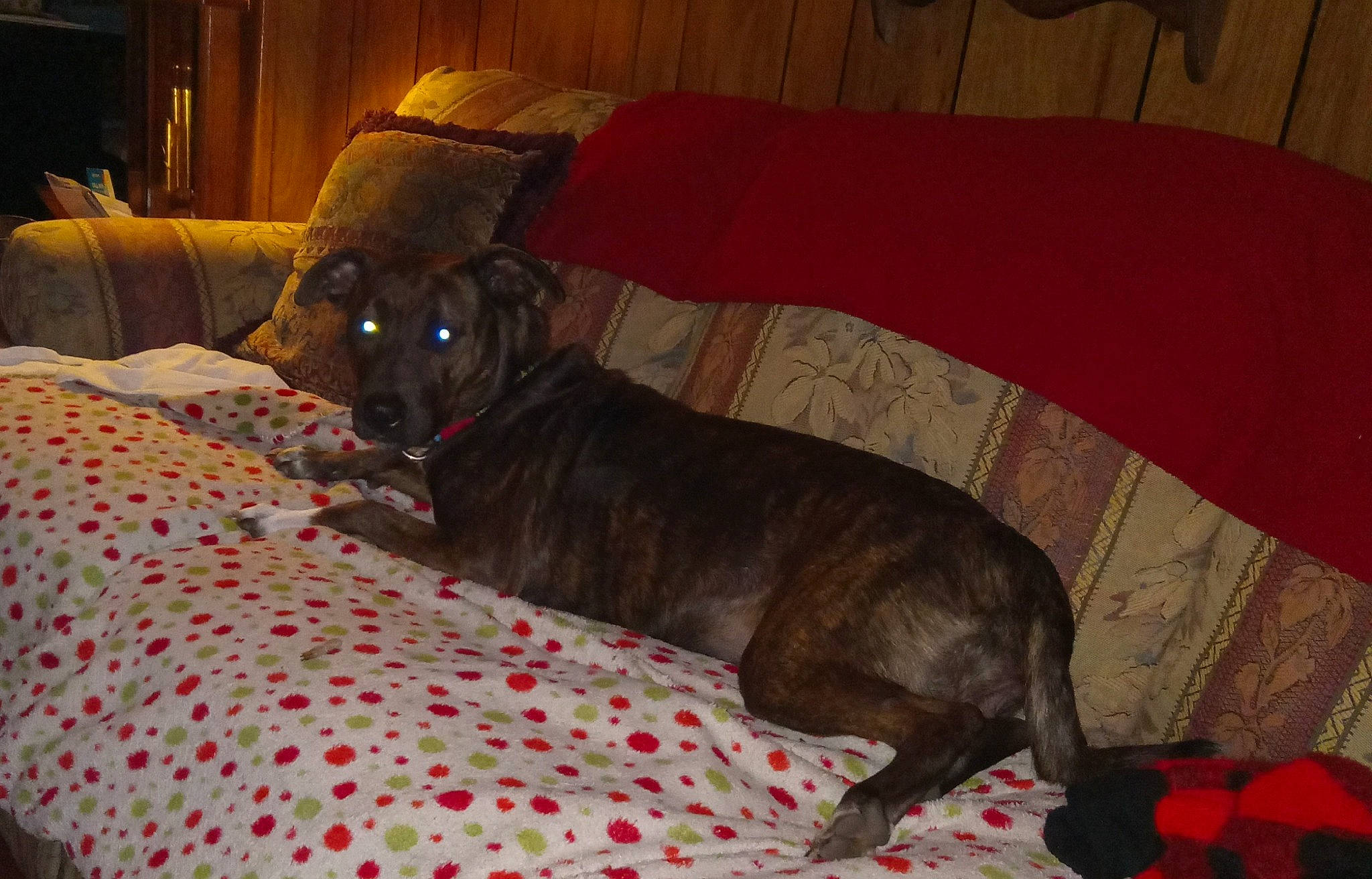 Butterbean is registered to the contest to win money with this photo: bedding, canidae, carnivore, comfort, companion_dog, couch, dog, dog_breed, dog_supply, fawn, guard_dog, hardwood, linens, liver, non_sporting_group, pet_supply, room, sporting_group, terrestrial_animal, working_animal